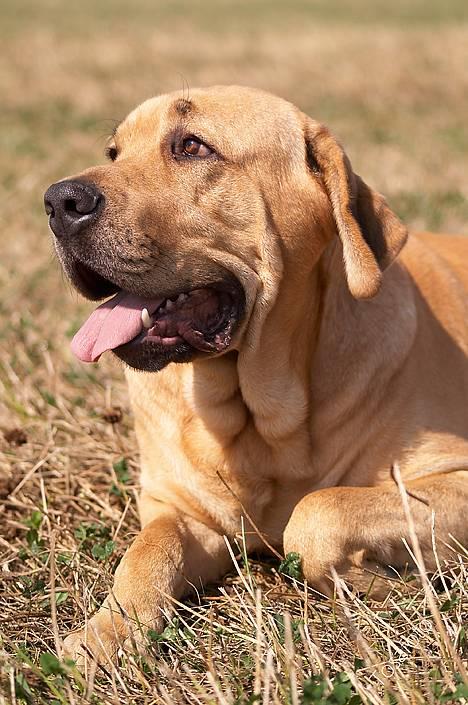 Broholmer Thor... evigt savnet.RIP - Thor... billede 17