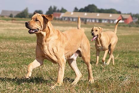 Broholmer Thor... evigt savnet.RIP - Flotte Thor... billede 18