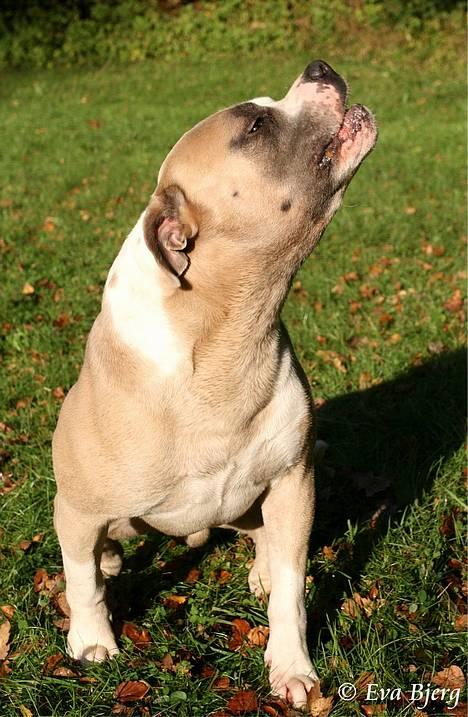 Amerikansk bulldog Hamsom Bull´s Mr. Jacker - **NYT** 4/11-2006 billede 11