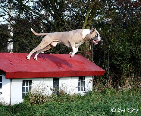 Amerikansk bulldog Hamsom Bull´s Mr. Jacker - **NYT** 4/11-2006 billede 12