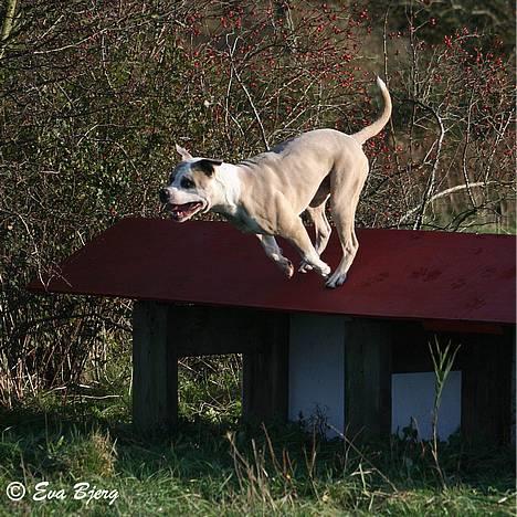 Amerikansk bulldog Hamsom Bull´s Mr. Jacker - **NYT** 4/11-2006 billede 13