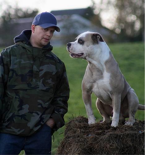 Amerikansk bulldog Hamsom Bull´s Mr. Jacker - **NYT** 4/11-2006 billede 14