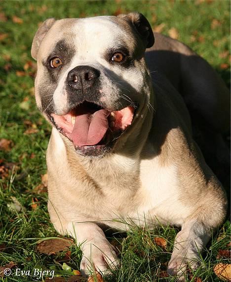 Amerikansk bulldog Hamsom Bull´s Mr. Jacker - **NYT** 4/11-2006 billede 15