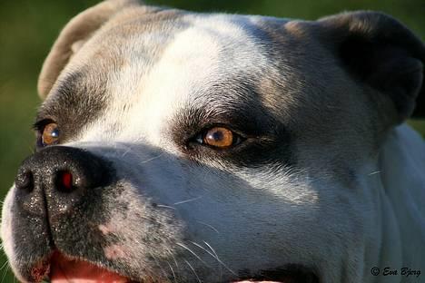 Amerikansk bulldog Hamsom Bull´s Mr. Jacker - Nyt*24/3-06* billede 16