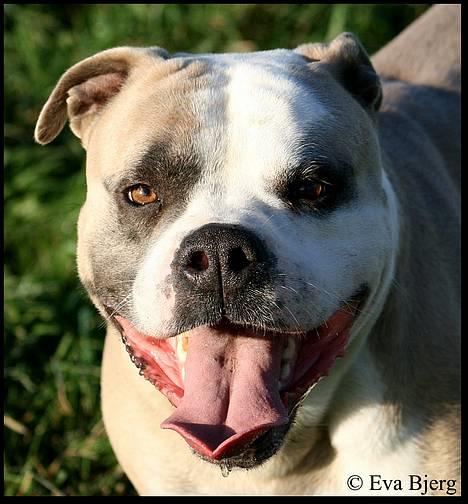 Amerikansk bulldog Hamsom Bull´s Mr. Jacker - **NYT** 4/11-2006 billede 17