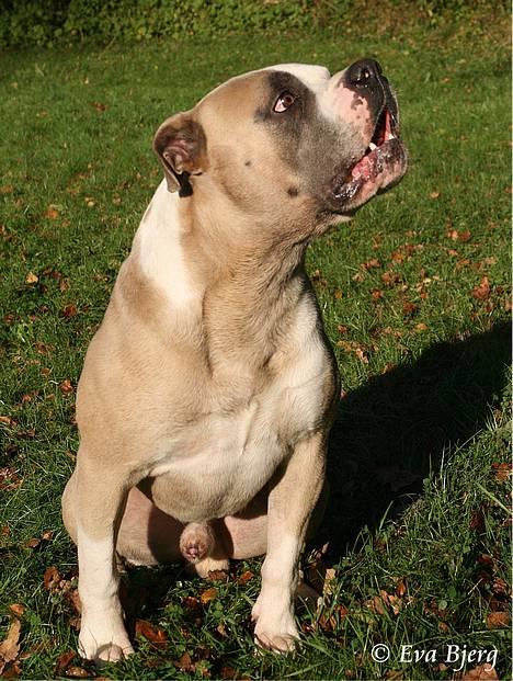 Amerikansk bulldog Hamsom Bull´s Mr. Jacker - **NYT** 4/11-2006 billede 18