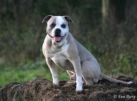 Amerikansk bulldog Hamsom Bull´s Mr. Jacker - **NYT** 4/11-2006 billede 19