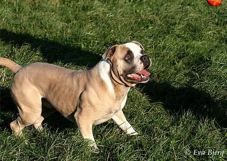 Amerikansk bulldog Hamsom Bull´s Mr. Jacker - **NYT** 4/11-2006 billede 20