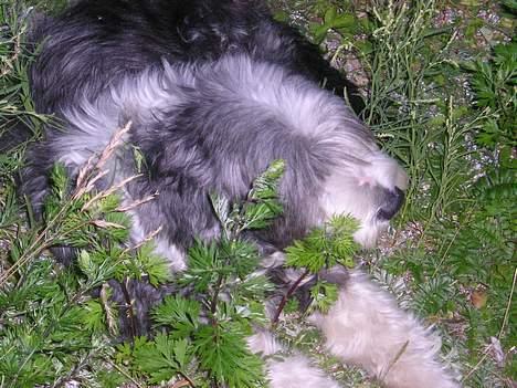 Bearded collie Hårek  billede 11