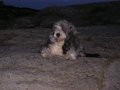 Bearded collie Hårek  billede 12