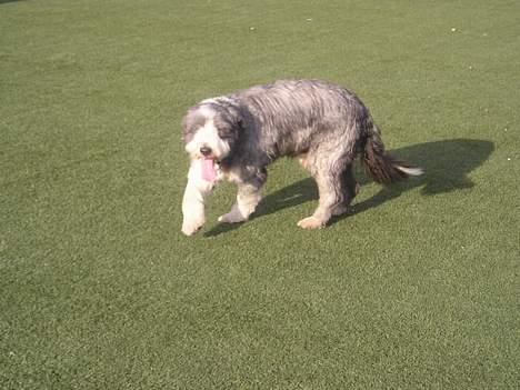 Bearded collie Hårek  billede 13