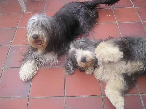 Bearded collie Hårek  billede 14