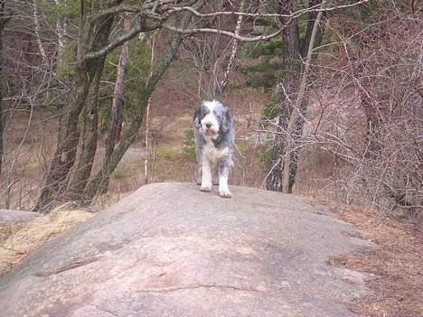 Bearded collie Hårek  billede 15