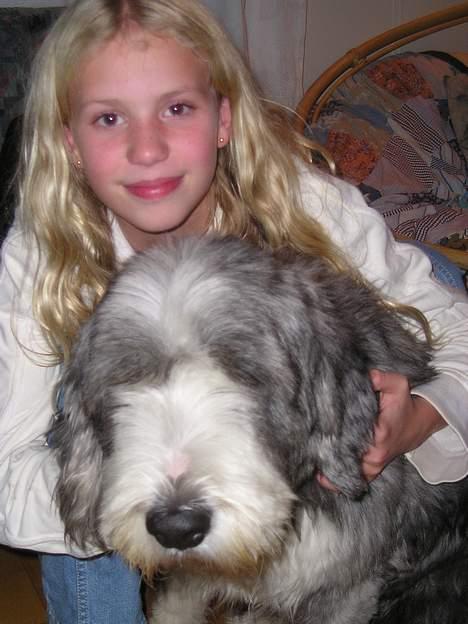 Bearded collie Hårek  billede 16