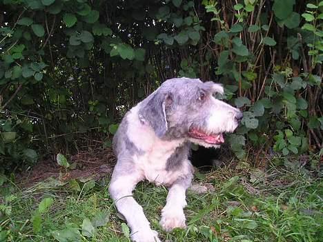 Bearded collie Hårek  billede 17