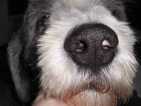 Bearded collie Hårek  billede 18
