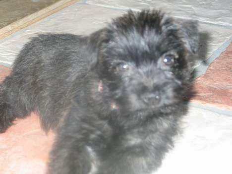 Cairn terrier Freja - puh hvor blev jeg lige træt billede 7