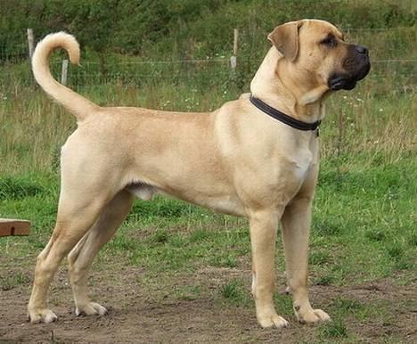 Boerboel ~ Victor ~ R.I.P - Mor kalder mig for sin smukke prins (d. 7 sep 06) billede 1