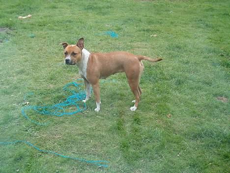 Amerikansk staffordshire terrier appels eye (nelly) - her er jeg, ja ja jeg lytter billede 5