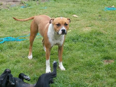 Amerikansk staffordshire terrier appels eye (nelly) - jeg gør ikke noget!! billede 6