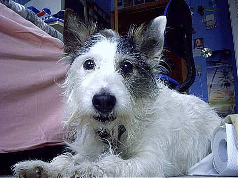 Jack russell terrier Plet † R.I.P. † billede 19