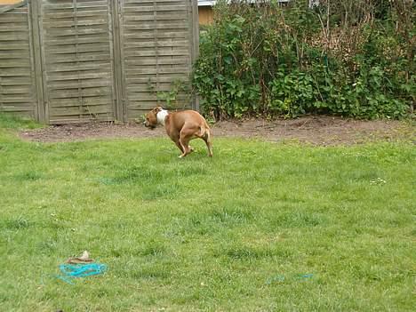 Amerikansk staffordshire terrier appels eye (nelly) - jeg kan løbe rigtig strækt. Søster kan slet ikke følge med!! billede 7