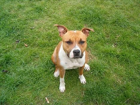 Amerikansk staffordshire terrier appels eye (nelly) - strit øre billede 8