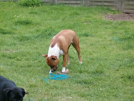 Amerikansk staffordshire terrier appels eye (nelly) - Hva er det for noget billede 9