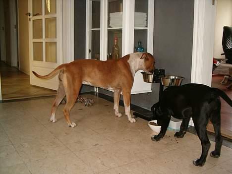 Amerikansk staffordshire terrier appels eye (nelly) - Nelly 1 år og Jenna 3 mån billede 10