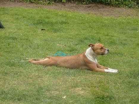 Amerikansk staffordshire terrier appels eye (nelly) - frø-stilling billede 11