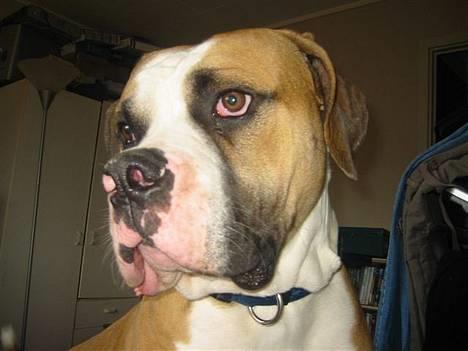 Amerikansk bulldog zeus - nyt billede taget juni 06 billede 5