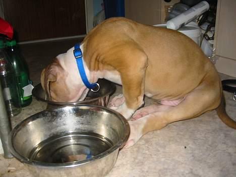 Amerikansk bulldog zeus - her er jeg 4 mdr billede 6