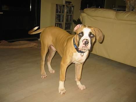 Amerikansk bulldog zeus - hehe jeg leger bare hele tiden. billede 7