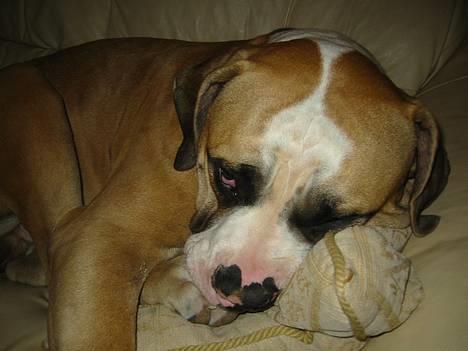 Amerikansk bulldog zeus - humm jeg hviler engang imellem. billede 8