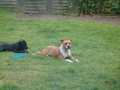 Amerikansk staffordshire terrier appels eye (nelly) - ligger bare og nyder vejret billede 12