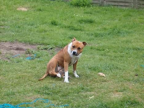 Amerikansk staffordshire terrier appels eye (nelly) - jeg skal lige til at klø mig billede 13