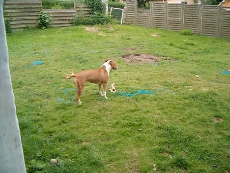 Amerikansk staffordshire terrier appels eye (nelly) - Jeg kigger ikke!!!!! billede 14