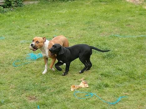 Amerikansk staffordshire terrier appels eye (nelly) - vi lege altid godt. Men søs er snart størrer end mig. billede 15