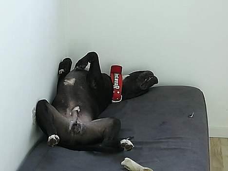 Blanding af racer cæzar(død) billede 12