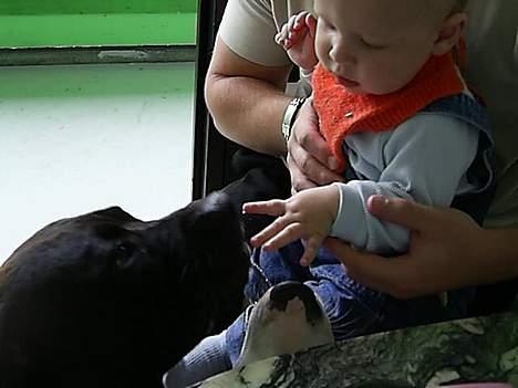 Blanding af racer cæzar(død) billede 13