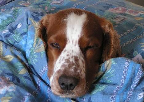 Welsh springer spaniel Chili  25 / 12 - AAHH ned under mors dyne - vi ka da også dele?? billede 13