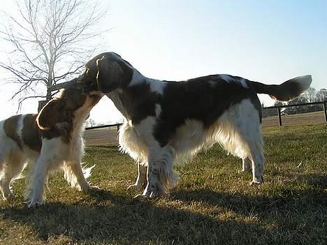 Welsh springer spaniel Chili  25 / 12 - Du får den altså IKKE!! billede 14