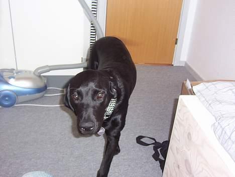 Labrador retriever Saki (formel 1) billede 11