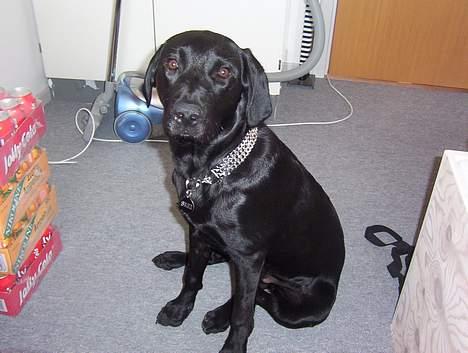 Labrador retriever Saki (formel 1) billede 12