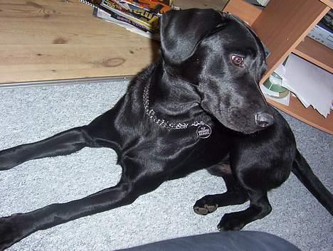 Labrador retriever Saki (formel 1) billede 13