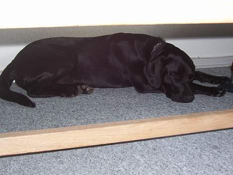 Labrador retriever Saki (formel 1) billede 14