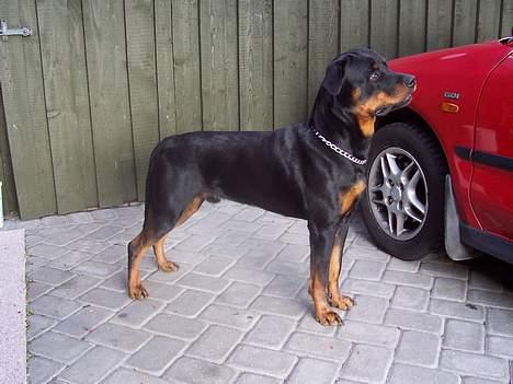 Rottweiler Sostack`s Dian R.I.P - Dian 15 mdr... billede 12