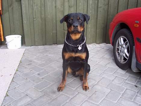 Rottweiler Sostack`s Dian R.I.P billede 13