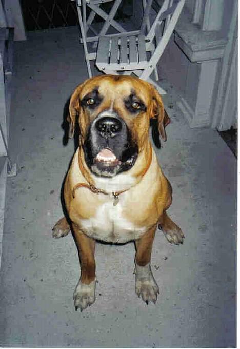 Blanding af racer Anton billede 1