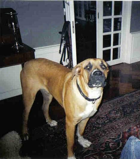 Blanding af racer Anton billede 2